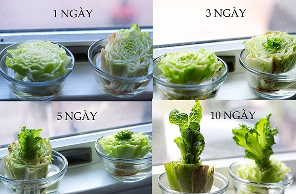 Để tiết kiệm, nhiều người có thể tận dụng các chai, lọ thủy tinh đã qua sử dụng tại nhà để trồng bắp cải, hành, cà rốt... vừa có rau sạch, vừa có thể đặt trên bàn, ô cửa sổ, kệ gỗ để làm đẹp không gian sống. Theo anh Thái (chủ cửa hàng cây cảnh trên đường Hoàng Hoa Thám): "Bình thủy tinh bán chạy vì hình thức đẹp, có thể nhìn thấy bộ rễ của rau, bình dễ lau chùi".