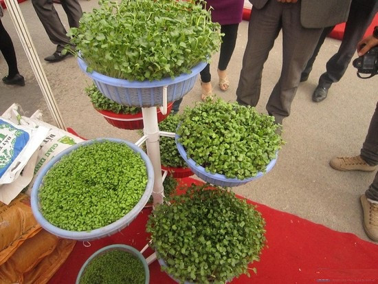 Bộ giá trồng rau mầm có giá 400.000 - 600.000 đồng (tùy vào số tầng) gồm bộ giá đỡ bằng inox, rổ nhựa và giá thể tribat (đất sạch trồng rau) được nhiều gia đình ở đô thị chọn mua vì khắc phục được yếu tố thiếu không gian sân vườn trồng rau sạch.