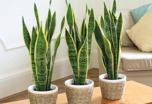 Giá mỗi chậu lưỡi hổ dao động từ 35.000 - 50.000 đồng. Anh Thái (chủ cửa hàng cây cảnh trên đường Hoàng Hoa Thám) cho biết: "Theo quan niệm phong thủy, lưỡi hổ là loài cây mang ý nghĩa trừ tà, xua đuổi điều xấu. Vì thế, nhiều khách tìm mua vì muốn may mắn trong công việc".