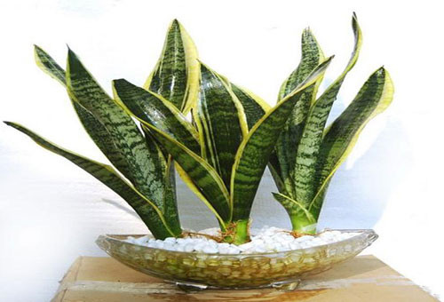 Lưỡi hổ là loại cây khá quen thuộc, hình dáng lá rất ưa mắt, được dân văn phòng đặc biệt thích thú. Cây sống khỏe trong môi trường nội thất, ngoài ra, chậu cây thích hợp đặt ở bàn làm việc văn phòng vốn hạn chế chiều rộng.