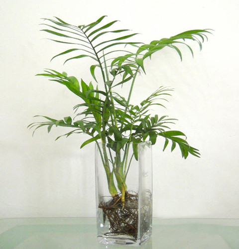 Cau tiểu trâm dễ trồng và không cầu kỳ chăm sóc, có thể trồng thủy canh trong lọ thủy tinh hoặc trồng trong bình đất, cây chỉ cần tưới nước và ưa bóng. Loại cây này hỗ trợ lọc chất độc từ khói thuốc lá, các tia bức xạ từ máy tính, điện thoại.