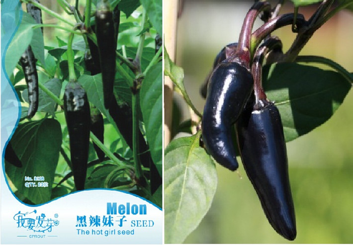 Theo anh Hoàng Minh (chủ shop hạt giống ở Nguyễn Xiển, Thanh Xuân): "Ớt đen khá lạ về màu sắc nhưng cách trồng, gieo hạt không khác nhiều ớt truyền thống. Cây cao khoảng 30 - 50cm, có thể trồng bốn mùa". Ảnh gói hạt giống ớt đen (trái).