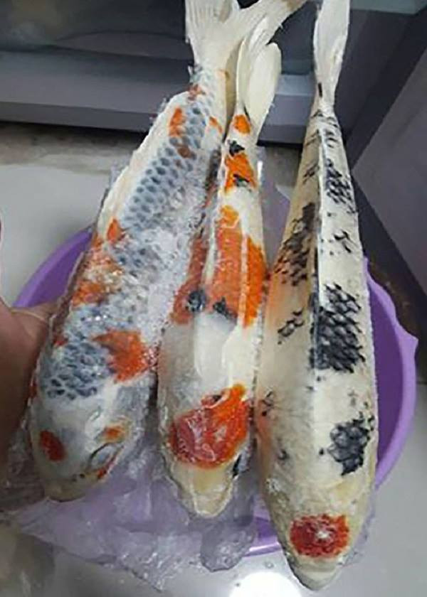 Không chỉ một con mà tài khoản này còn đăng hình 3 con cá Koi đang chờ bị "hành quyết". Số phận của chúng phụ thuộc vào ông chủ - liệu có về nhà sớm hay không. Thực hư của câu chuyện rán cá Koi cũng khiến dân mạng xôn xao. Nhiều người cho rằng, cô vợ này chỉ đăng hình dọa dẫm, vì cá Koi rất đắt, không thể có chuyện "nói rán là rán".