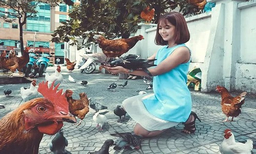 Tuy nhiên, thay vì tập trung vào làm các chi tiết thừa biến mất thì lại xuất hiện một đàn gà khiến chủ nhân bức ảnh không thốt nên lời.