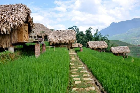 Các bungalow của khu nghỉ dưỡng đều hướng ra đồng lúa. Ảnh: Tripadvisor