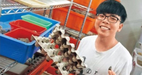Đối với hầu hết chúng ta, gián là loài vật đáng ghét, đáng bị loại bỏ nhưng một anh chàng đã đã khéo léo nuôi gián kiếm nghìn đô mỗi tháng. Tong - một sinh viên ở một trường đại học tại Đài Loan bắt đầu nuôi gián như thú cưng tại nhà. Sau đó, anh chàng học thêm kiến thức nuôi và xử lý gián. Ảnh: Nextshark