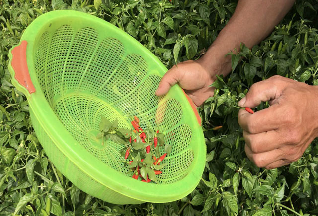 Theo đó nhiều thời điểm giá bán ớt xiêm rừng lên đến 400.000 đồng/kg trái tươi nhưng không có để mua, nhất là dịp tết, lễ.