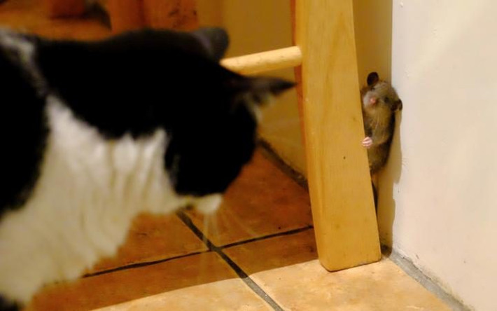 Cảnh tượng chuột chạy trốn mèo như trong bộ phim hoạt hình Tom và Jerry. (Nguồn: Telegraph)
