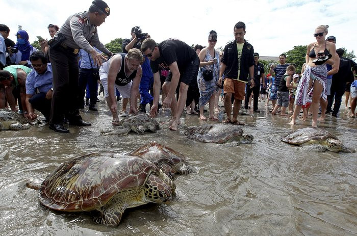 Du khách thả rùa trở lại biển trên đảo Bali, Indonesia. (Nguồn: Telegraph)