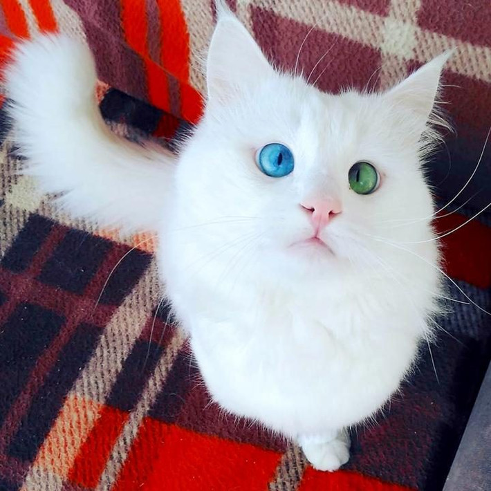 Mèo trắng ở Burcu Kaynak, Thổ Nhĩ Kỳ, đang gây sốt trên mạng xã hội với 9.500 người theo dõi trên Instagram. (Nguồn: Telegraph)