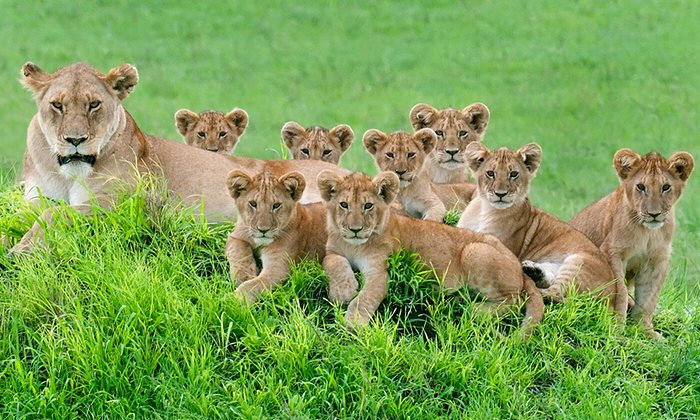 Sư tử mẹ nằm nghỉ cùng đàn con trên đồng cỏ trong khu bảo tồn động vật hoang dã Serengeti Loliondo, Tanzania. (Nguồn: Telegraph)