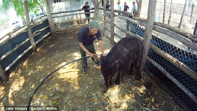 Hiện tại, chỉ có Vàng và một con voi khác sống tại trung tâm cứu hộ. (Nguồn: Daily Mail)
