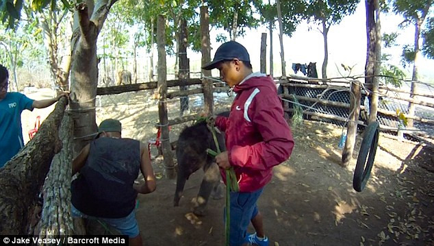 Voi con có dấu hiệu bị sốc tâm lý sau những gì xảy ra. Nó bú tất cả những thứ gì đưa vào miệng vì thèm sữa mẹ. (Nguồn: Daily Mail)