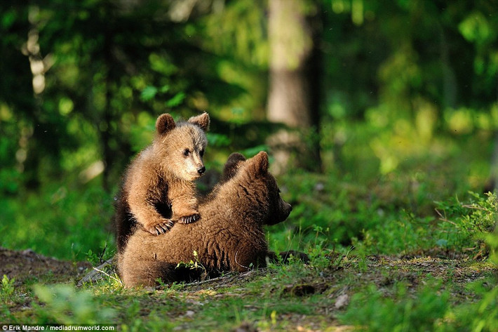 Gấu con trèo lên lưng nhau trong một khu rừng yên tĩnh ở North Karelia, Phần Lan. (theo Daily Mail)