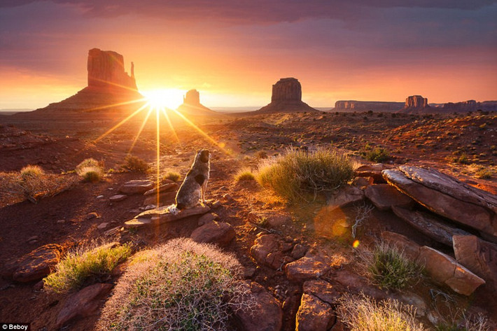 Chú chó ngôi ngắm cảnh hoàng hôn tại thung lũng Monument ở bang Utah, Mỹ. (Nguồn: Daily Mail)