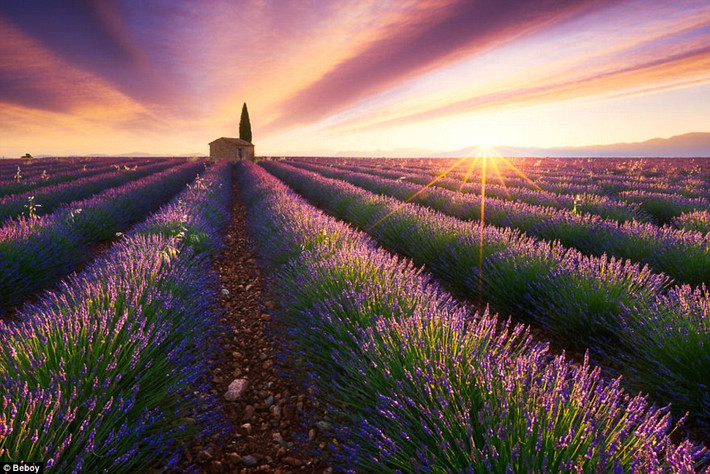 Hoàng hôn bao trùm trên cánh đồng hoa oải hương ở Provence, Pháp. (Nguồn: Daily Mail)