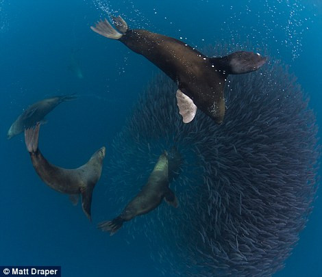 Đàn hải cẩu cùng nhau săn những con cá nhỏ gần vịnh Byron, Australia. (Nguồn: Daily Mail)
