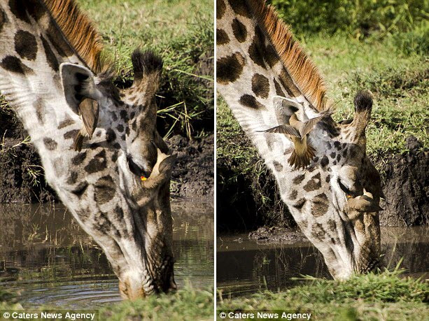 Hai con chim oxpecker còn lại tiếp tục cần mẫn làm vệ sinh tai và mắt cho hươu cao cổ. (Nguồn: Daily Mail)