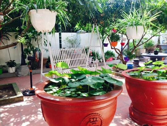 Theo chị Điệp chia sẻ, không giống như nhiều người khác đam mê trồng rau sạch , niềm yêu thích của chị gắn liền với cây và hoa. Vì quá yêu thiên nhiên và luôn ước mơ có khoảng không gian, sân vườn đẹp mà chị đã quyết định bắt tay vào xây dựng khu vườn của riêng mình.