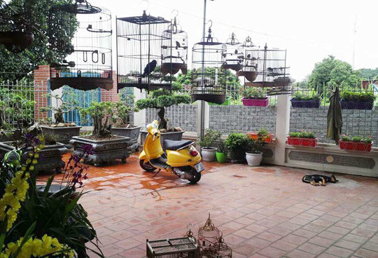 Như kiến tha mồi về tổ, dần dần đến nay sau 3 năm xây dựng, khu vườn của chị từ những góc cỏ mọc um tùm, giờ đây đã được phủ kín bằng những chậu cây, giỏ hoa đẹp rực rỡ. Vườn hiện có khoảng 200 chậu và giỏ hoa với đa dạng các loại hoa như hoa lan, hồng, nguyệt quế, hoa nhài nhật, sử quân tử, mẫu đơn, râm bụt, hoa sen, hoa súng,….