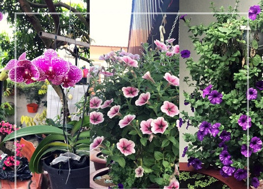 Những chậu hoa sắc màu được chị đặt ở nhiều nơi và treo cả trên dây.
