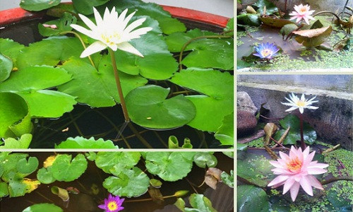 Chị Phạm Thị Điệp (Chí Linh – Hải Dương) hiện đang sở hữu khu vườn hoa "mơ ước" ngập tràn sắc hoa và tiếng chim hót mỗi ngày. Đối với chị, cuộc sống thật ý nghĩa khi mỗi sớm thức dậy được ngắm nhìn những chậu hoa mình trồng và tận hưởng không gian yên bình ở miền quê này.