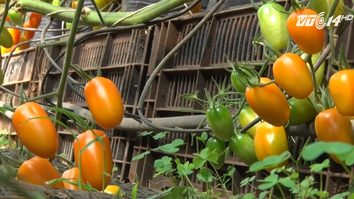 Mặc dù có giá khá đắt nhưng vườn cà chua trái cây thường xuyên không có đủ để bán. Nguồn ảnh: cắt từ video VTC14.