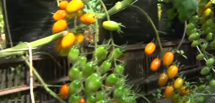 Mặc dù đắt gấp 10 lần cà chua thông thường nhưng cà chua sữa tươi vẫn được lòng nhiều người tiêu dùng.