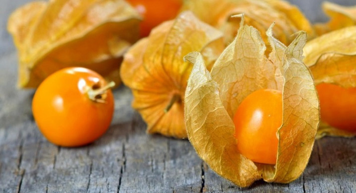Tại Nhật, tầm bóp được gọi là "rau nhà giàu". Người ta săn lùng rau tầm bóp vì nó là loài rau sạch, không chứa thuốc bảo quản lại tốt cho sức khỏe. Ảnh: Vietq.