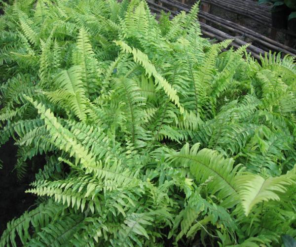 Cây dương xỉ ở Việt Nam còn được người vùng cao gọi là rau dớn. Loại rau mọc dại ở ven suối, trên tường này lại được người Trung Quốc săn lùng như thần dược. Ảnh: Internet.