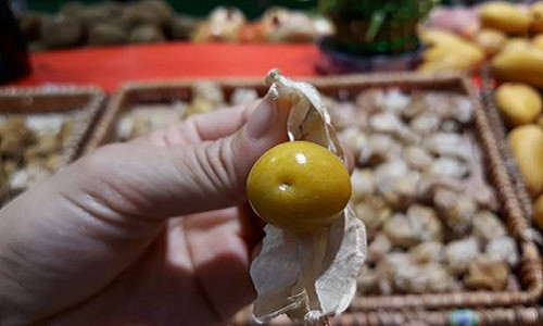 Quả tầm bóp có tác dụng rất tốt trong việc giải nhiệt, chữa các bệnh về thận, chữa ho, tiêu đờm,…Ảnh: Hồng Liên.