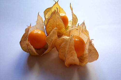 Rau tầm bóp thường có giá cao hơn các loại rau khác và phải đi chợ sớm hoặc hẹn trước mới có hàng. Ảnh: Vietq.