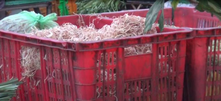 Theo một số lái buôn, những loại bắp chuối bán ở chợ đều được ngâm với nước muối để tạo trắng và giòn. Tuy nhiên, theo tìm của nhóm phóng viên thực tế không hẳn là vậy. Ảnh: ANTV.