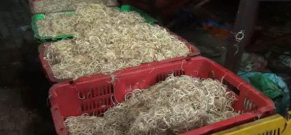 Tuy nhiên, gần đây, lực lượng chức năng đã phát hiện và bắt giữ nhiều vụ dùng hóa chất để ngâm tẩm và làm trắng bắp chuối thái sợ nhiều ở một số địa phương trên cả nước. Ảnh: VOV.