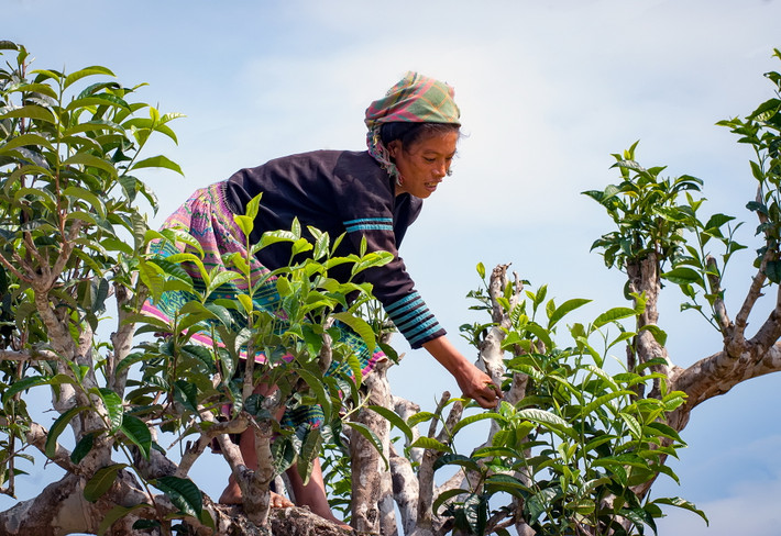 Gọi là "cực sạch" bởi trên độ cao gần 1.400 mét, chè shan tuyết không hề biết đến thuốc trừ sâu hay phân hóa học. Ảnh: Tuổi trẻ.