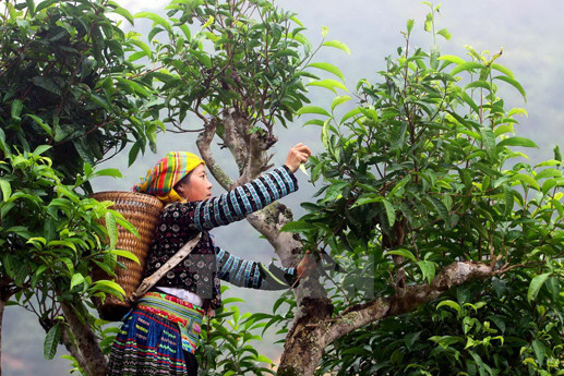 Chè shan tuyết cổ thụ được bán với giá từ 200.000 đến 400.000 đồng/kg. Trong khi đó, chè shan tuyết đặc biệt, thu hái vào mùa xuân được bán với giá 2 triệu đồng/kg. Loại chè đặc biệt này được người dân gọi là chè "5 cực". Ảnh: Đại đoàn kết.