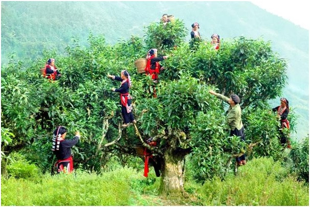 Chè shan tuyết là một loại chè đặc sản ở vùng núi Tây Bắc nước ta. Loại chè này có nguồn gốc từ dân tộc Shan ở Trung Quốc. Sau khi du nhập vào Việt Nam, chè có búp to màu trắng xám, dưới lá chè có phủ một lớp lông tơ mịn, trắng nên người dân gọi là chè tuyết. Ảnh: Quataovang.