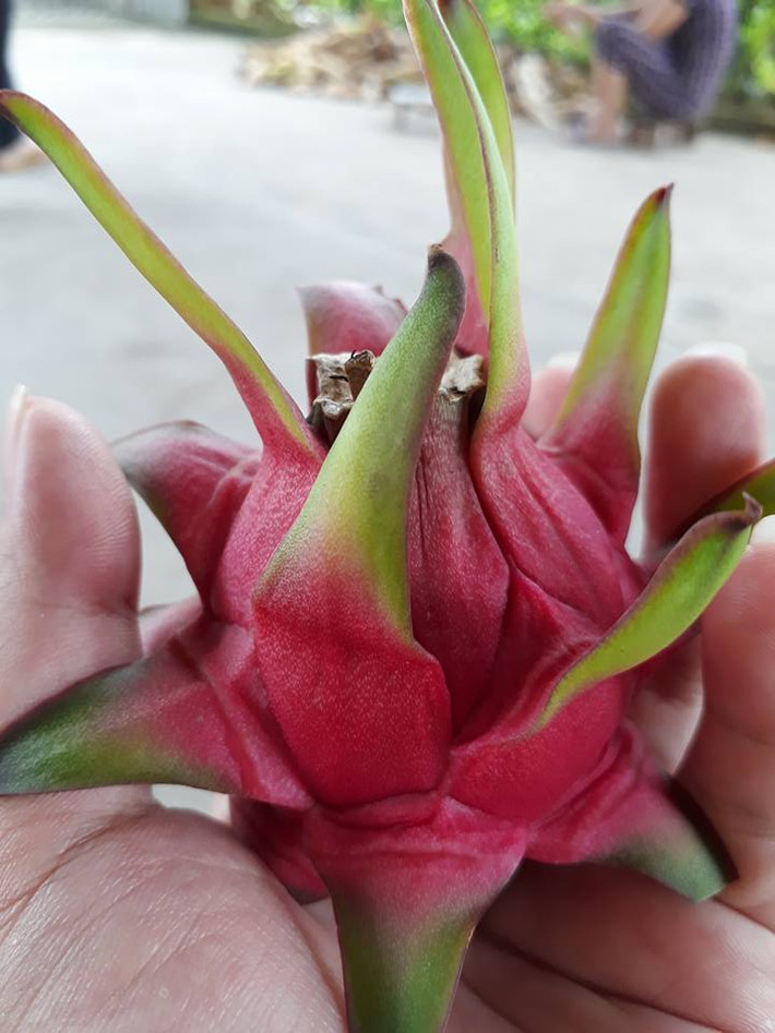 Thanh long quê mới hái xuống ngọt lim, nhưng để xuống đường 2 - 3 ngày thì giảm độ ngọt. Ảnh: Facebook.