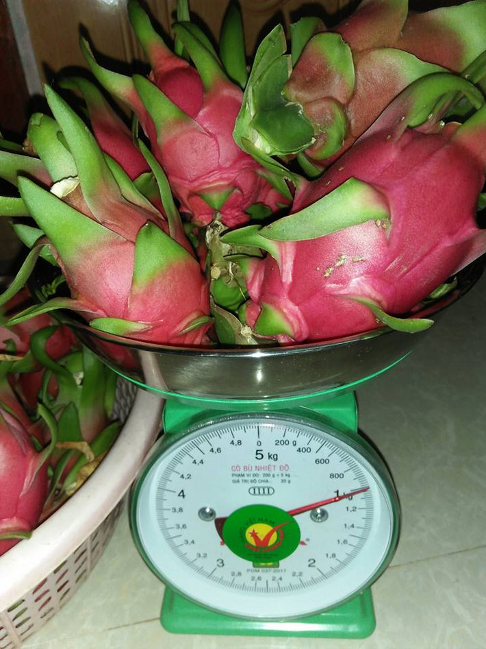 Khoảng 10 quả thanh long nhỏ mới đủ một kg. Ảnh: Facebook.
