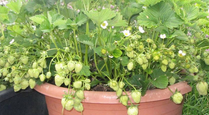 Gia đình dành một diện tích nhỏ để trồng dâu tây. Dù nhỏ nhưng mỗi vụ cũng thu được vài chục kg. Ảnh: Tamsugiadinh.
