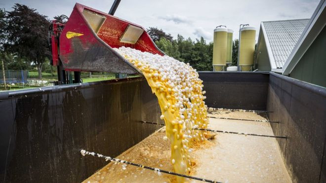 Các cửa hàng ở Đức và Hà Lan đang phải thu hồi hàng triệu quả trứng gà bị nhiễm độc. Trong khi đó Bỉ tạm dừng hoạt động của 51 trang trại, tức 1/4 số trang trại trên toàn quốc. Ảnh: BBC.