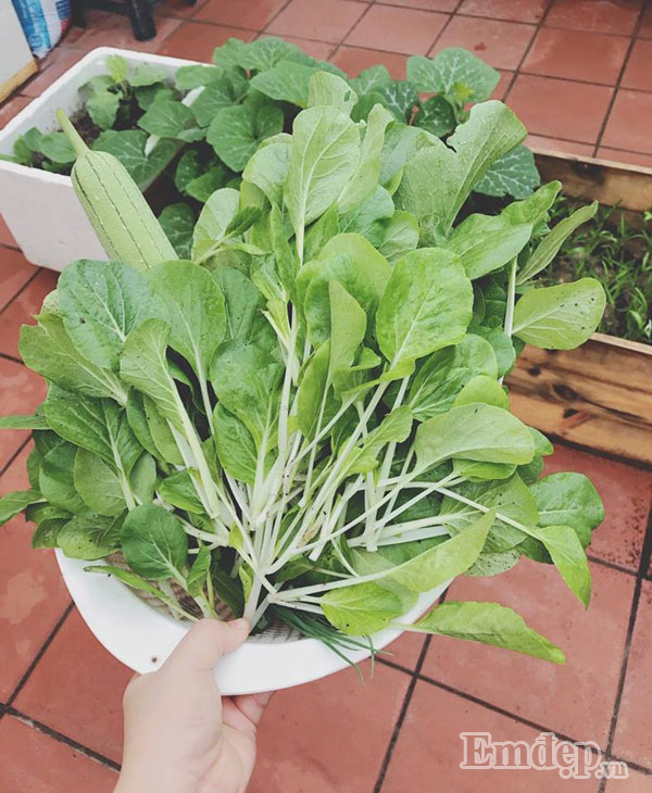 Rau cải ngọt và cải cay lá xanh tươi, mỡ màng.