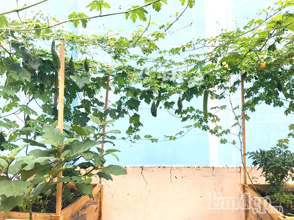 Chị Ngọc cho biết: "Khó khăn ban đầu của người mới trồng trọt như mình là không biết cách làm đất, gieo hạt rồi cho đến việc chăm sóc. Sau này, mình chăm chỉ học hỏi kinh nghiệm trên mạng, từ đó mọi việc trở nên nhẹ nhàng, thuận lợi và dễ dàng hơn".