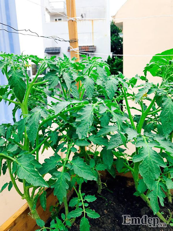 Và đây là thùng gỗ chuyên trồng cà chua.