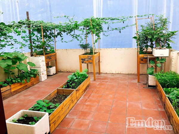 Với hạt giống cây trồng, chị Ngọc thường mua ở siêu thị. Từ lúc ươm hạt cho đến khi gieo hạt vào bầu đất, chị chăm sóc bình thường, chỉ lưu ý đặt bầu đất ở nơi nắng nhẹ để cây phát triển. Đến khi cây ra 2-3 lá thật thì chị bón thêm một chút phân chuồng ủ hoai cách xa gốc nhất có thể và chờ đến khi cây được 5 lá sẽ cho cây ra đất trồng đã được lót bằng nhiều phân chuồng ủ. Đây là cách chăm sóc dành cho rau ngắn ngày.