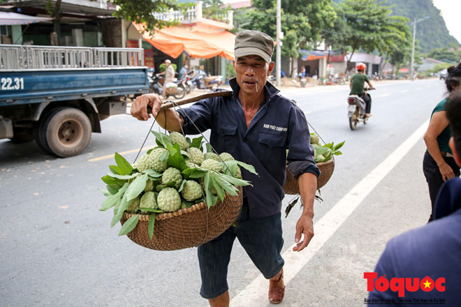 Ngay từ sáng sớm nhiều chủ vườn đã để thu hoạch những đợt quả đầu tiên đem ra chợ.