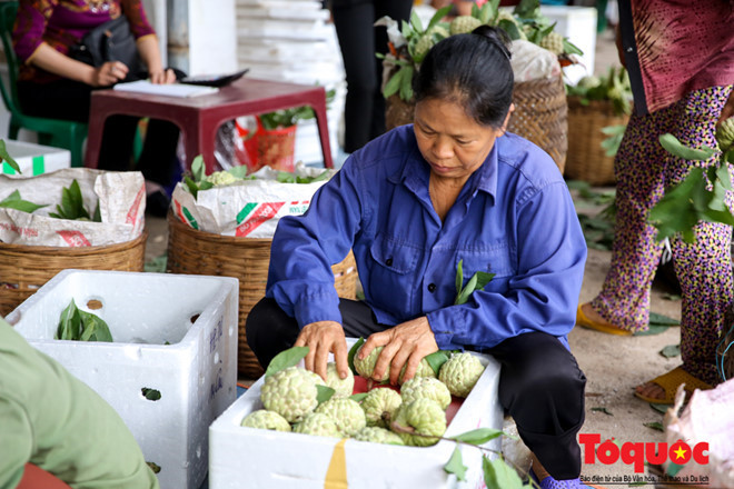 Những quả na Chi Lăng được nuôi trồng tự nhiên và cũng được bảo quản vô cùng đơn giản, không cần bất kì một loại hóa chất nào, chỉ cần xếp gọn vào thùng xốp bọc thêm vài tờ báo là đã có một thùng na đầy đặn đến tay khách hàng.