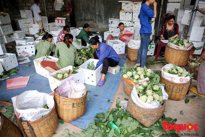 Na được các thương lái thu mua và tập trung lại chọn lọc những quả to đẹp đóng vào từng thùng xốp để dễ bảo quản và vận chuyển.