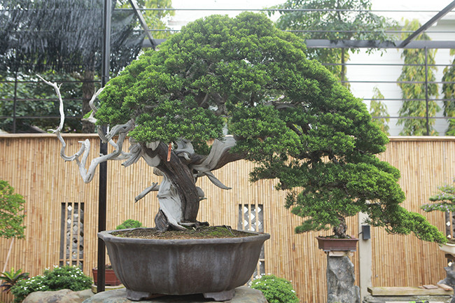 Cây duyên tùng có tuổi đời trên 100 năm, rất giá trị, có cây lên đến trên 3 tỷ đồng. Ảnh: Dân Việt
