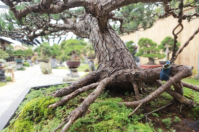 Thông đen được mệnh danh là “vua của các loại bonsai” vì có giá trị cao và sở hữu vẻ đẹp đầy “nam tính”. Ảnh: Dân trí